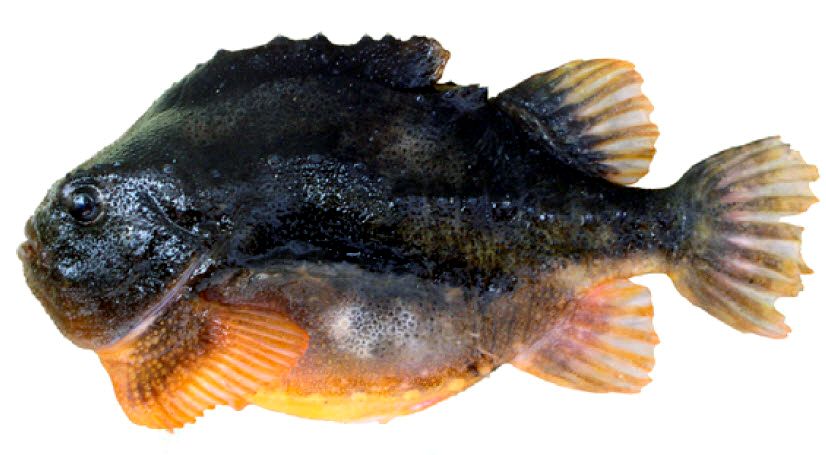 Cyclopterus lumpus_02.jpg